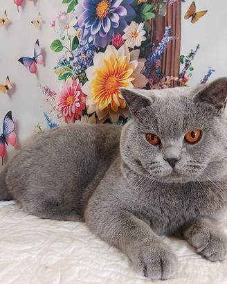 British Shorthair per accoppiamento 