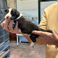 Cuccioli di border collie