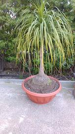 Beaucarnea recurvata, Cicas, palme