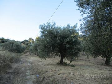 Uliveto zona Strada comunale del tratturo
