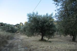 Uliveto zona Strada comunale del tratturo