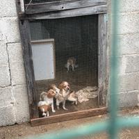 Cani da caccia di razza Breton