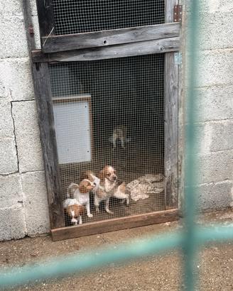 Cani da caccia di razza Breton