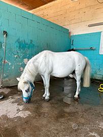 Super Pony 9 anni