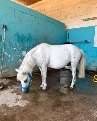 Super Pony 9 anni