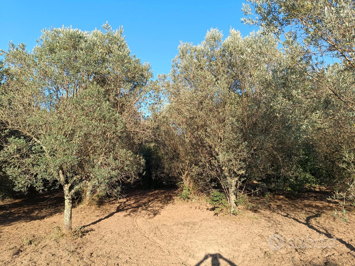 Terreno agricolo con oliveto qualità "Frantoio" - Altro
