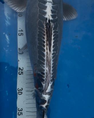 Carpa koi tancho doitsu