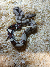 Boa constrictor constrictor Suriname