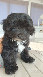 Maltipoo Toy nero e bianco