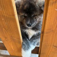 Akitainu