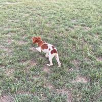 Cuccioli Épagneul Breton