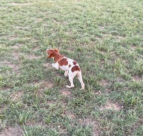 Cuccioli Épagneul Breton