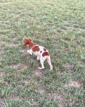 Cuccioli Épagneul Breton