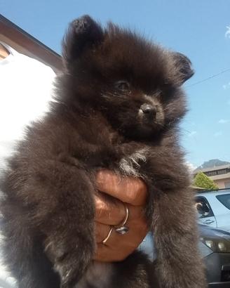 Pomerania spiz toy