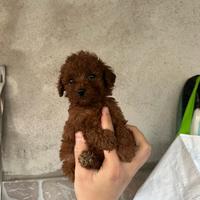 Barboncino mini toy femminuccia