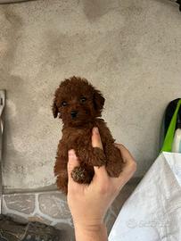 Barboncino mini toy femminuccia