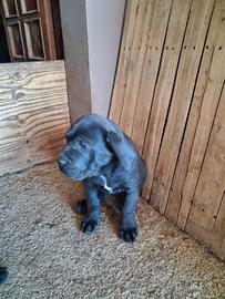 Cucciole di cane corso femmina
