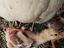 Immagine 4