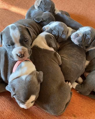 Cuccioli Amstaff blue con pedigree