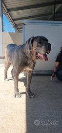 Teresa, cane corso in canile