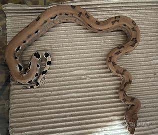 Boa constrictor scoria 100% heat kahl F