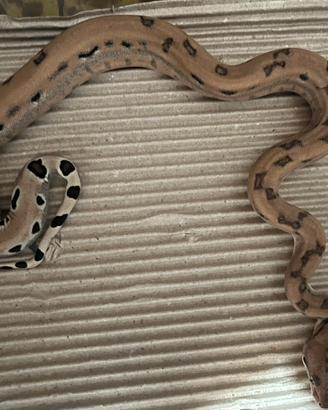 Boa constrictor scoria 100% heat kahl F