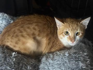 Athena gattina 3 mesi