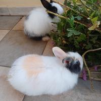 Coniglietto bianco e nero e bianco e maronne