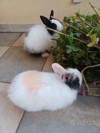 Coniglietto bianco e nero e bianco e maronne