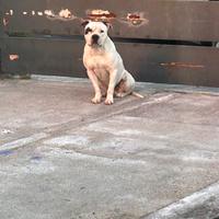 Magnifico amstaff stallone x MONTA ,