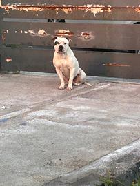 Magnifico amstaff stallone x MONTA ,