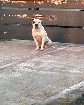 Magnifico amstaff stallone x MONTA ,