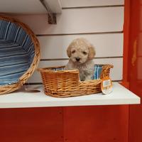 Barboncino mini toy 3 mesi e mezzo femmina