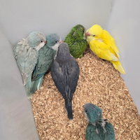 Pappagalli parrocchetti monaci addomesticati