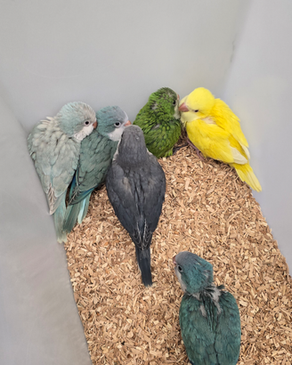 Pappagalli parrocchetti monaci addomesticati