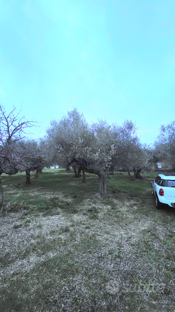 Terreno agricolo con 40 piante di ulivi secolari - Vista 3