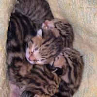 Regalasi gattini
