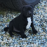 Cuccioli di Staffordshire Bull Terrier