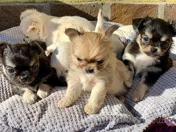 chihuahua Toy mini 