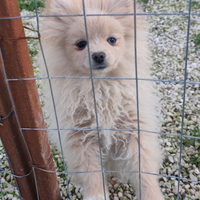 Volpino di Pomerania