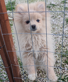 Volpino di Pomerania