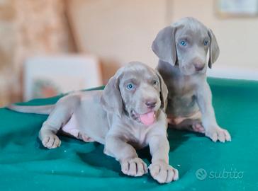 Cucciolo di Weimaraner bracco tedesco