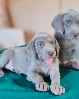Cucciolo di Weimaraner bracco tedesco
