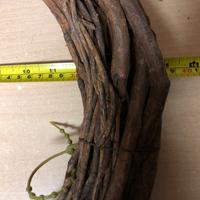 Corona in nocciolo contorto