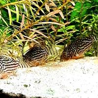 Corydoras Sterbai - Pesci tropicali acqua dolce