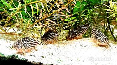Corydoras Sterbai - Pesci tropicali acqua dolce
