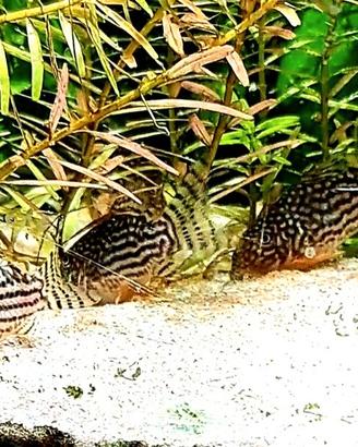 Corydoras Sterbai - Pesci tropicali acqua dolce