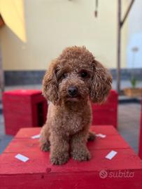 Barboncino maschio disponibile per monta