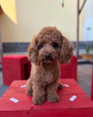Barboncino maschio disponibile per monta