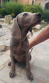 Cuccioli Weimaraner Disponibili